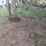 Bán đất 750m² Tân Thành Bình, Mỏ Cày Bắc, Bến Tre - Ảnh thu nhỏ 4
