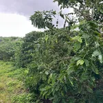 Bán đất 1,3 ha giá 2,3 tỷ tại thôn Linh Nham, Xã Mang Yang, Gia Lai - Ảnh thu nhỏ 1
