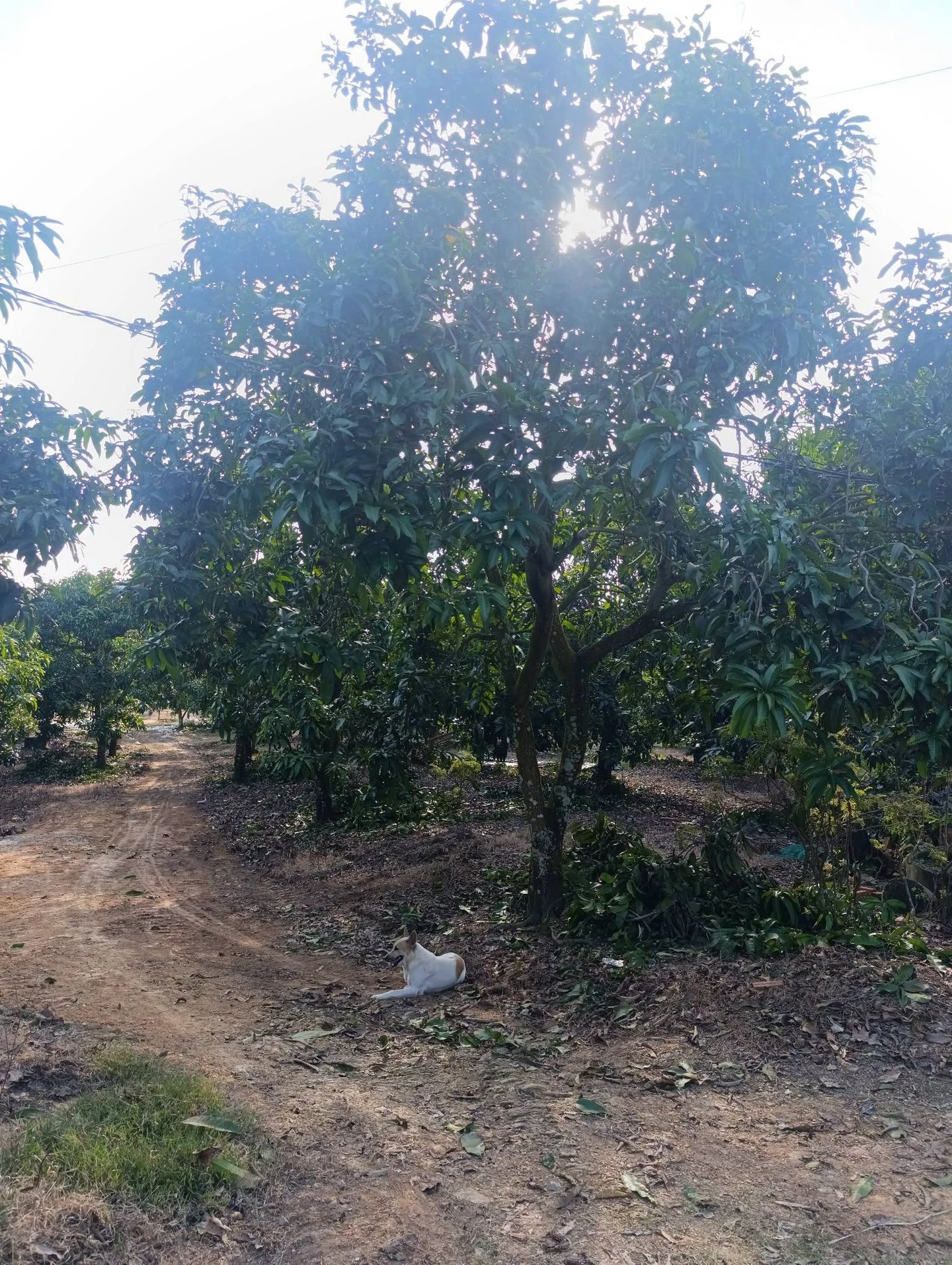 Bán nhà vườn 12.738 m2 xoài La Ngà Đồng Nai - Ảnh 1