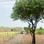 Đất đẹp huyện Buôn Đôn, Đắk Lắk 103.365m2 sổ đỏ chính chủ, vị trí trung tâm. Chỉ 15 tỷ. 0935 361 *** - Ảnh thu nhỏ 5