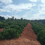 Bán đất Eapok Cư Mgar Đắk Lắk 1,5 hecta - Ảnh thu nhỏ 3