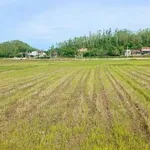 Bán đất vườn có thổ cư 247m2 ngang 10m, giá 390 triệu tại phường An Nhơn Nam - Ảnh thu nhỏ 2