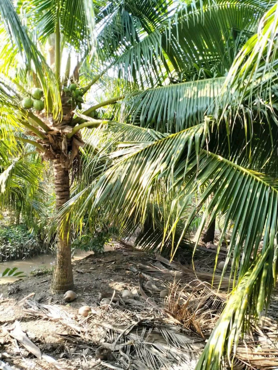 Bán đất 2.230m² gần KCN Phong Nẫm, Bến Tre - Ảnh thu nhỏ 2