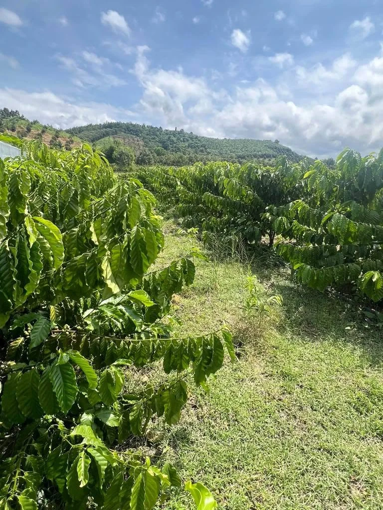 Bán vườn cà phê 1,4 hecta (14.000 m²) Phú Xuân Tân Phú Đồng Nai - Ảnh thu nhỏ 2