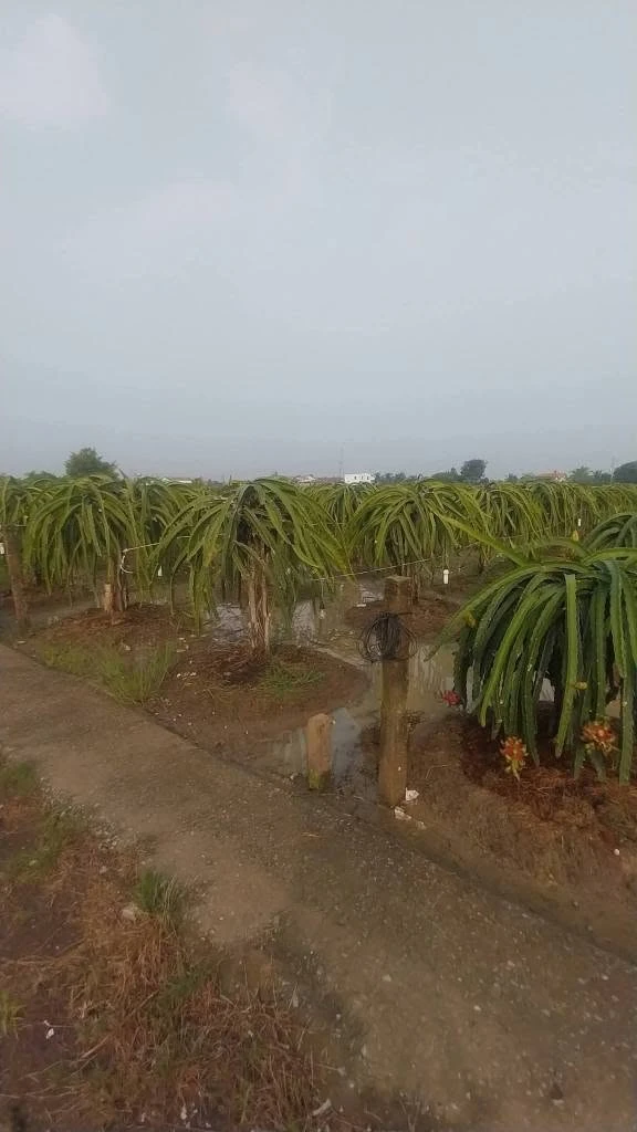 Bán đất lúa 2037m2 chuyển thổ được, 2 mặt tiền, giá 799 triệu tại Dương Xuân Hội, Châu Thành - Ảnh thu nhỏ 3