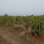 Bán đất lúa 2037m2 chuyển thổ được, 2 mặt tiền, giá 799 triệu tại Dương Xuân Hội, Châu Thành - Ảnh thu nhỏ 3