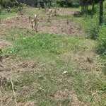 Bán đất mặt tiền 1471m² gần chợ Cầu Xây Trà Vinh - Ảnh thu nhỏ 4