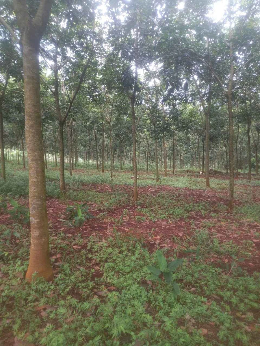 Bán cao su 2,4 ha tại Đồng Phú, Bình Phước - Ảnh 1