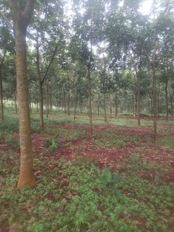 Bán cao su 2,4 ha tại Đồng Phú, Bình Phước
