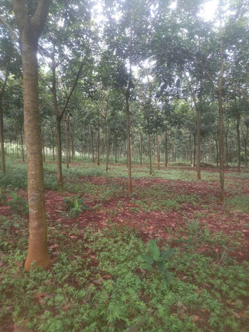 Bán cao su 2,4 ha tại Đồng Phú, Bình Phước - Ảnh 1