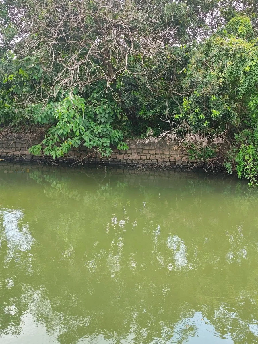 Bán vườn bưởi 1 mẫu view sông Tân Triều 29 tỷ - Ảnh 1
