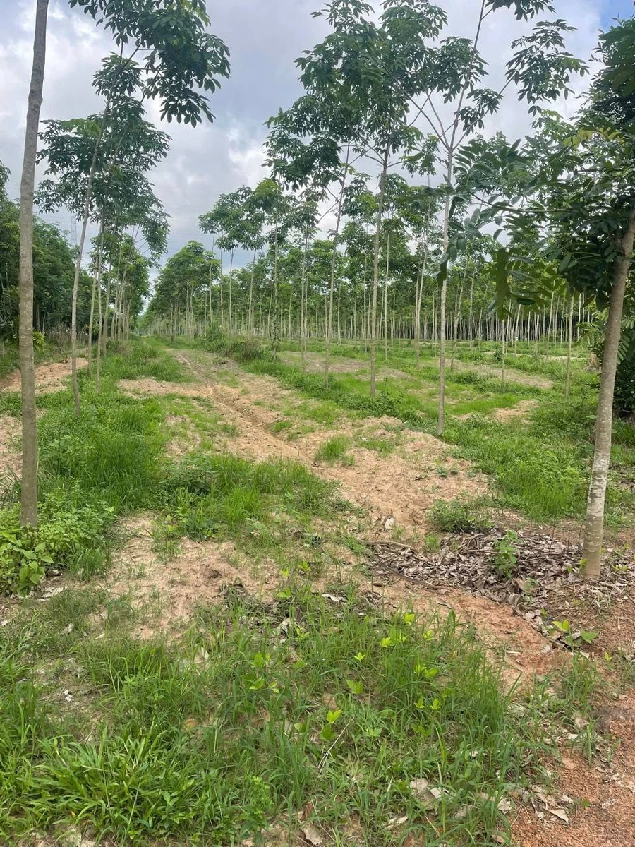 Bán đất 85m2 view suối tại Chơn Thành 600 triệu - Ảnh thu nhỏ 2