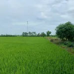 Cần bán 1,2ha đất ruộng tại Vàm Láng, đối diện cty Ống Thép. Giá 3tỷ500tr. LH: 0901 311 *** - Ảnh thu nhỏ 9