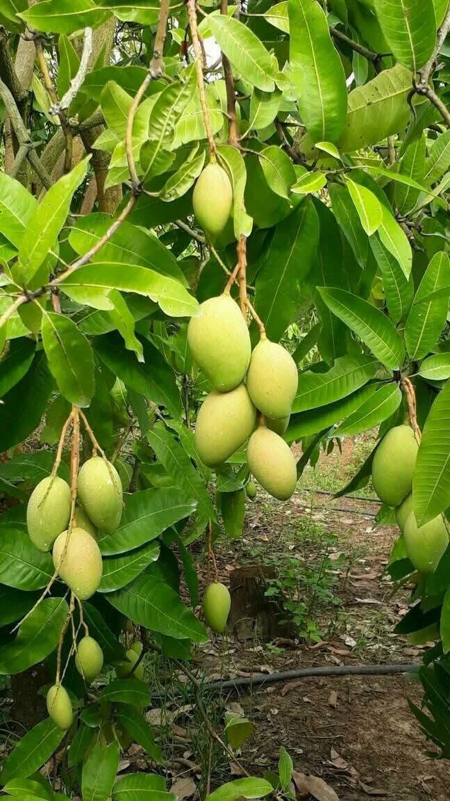 Bán nhà vườn 1.000m² mặt tiền 24m có vườn xoài tại xã La Ngà, Định Quán, Đồng Nai - Ảnh 1