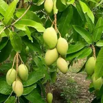 Bán nhà vườn 1.000m² mặt tiền 24m có vườn xoài tại xã La Ngà, Định Quán, Đồng Nai - Ảnh thu nhỏ 1