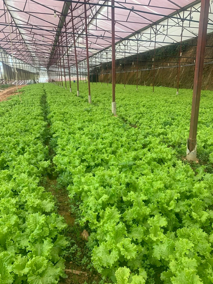 Bán đất 8000m² nhà kính Phường 7, Nhà Bè 8 tỷ - Ảnh thu nhỏ 2
