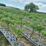 Bán đất 10800m² Phủ Hồng, Xuyên Mộc BRVT, 3 tỷ - Ảnh thu nhỏ 4
