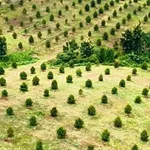 Bán 10ha đất vườn sầu riêng Thái giá 2 tỷ/ha tại Đak Ia, Bình Phước (cũ), Đồng Nai - Ảnh thu nhỏ 1