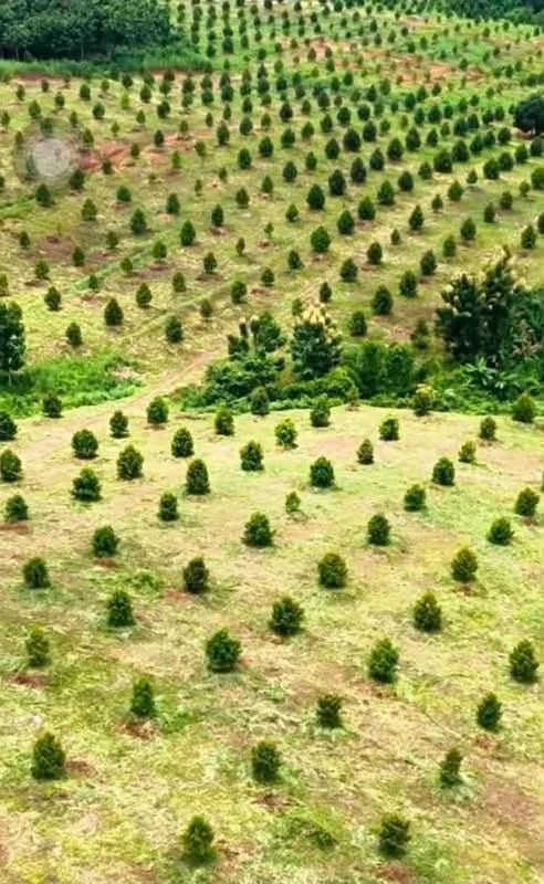 Bán 10ha đất vườn sầu riêng Thái giá 2 tỷ/ha tại Đak Ia, Bình Phước (cũ), Đồng Nai - Ảnh 1