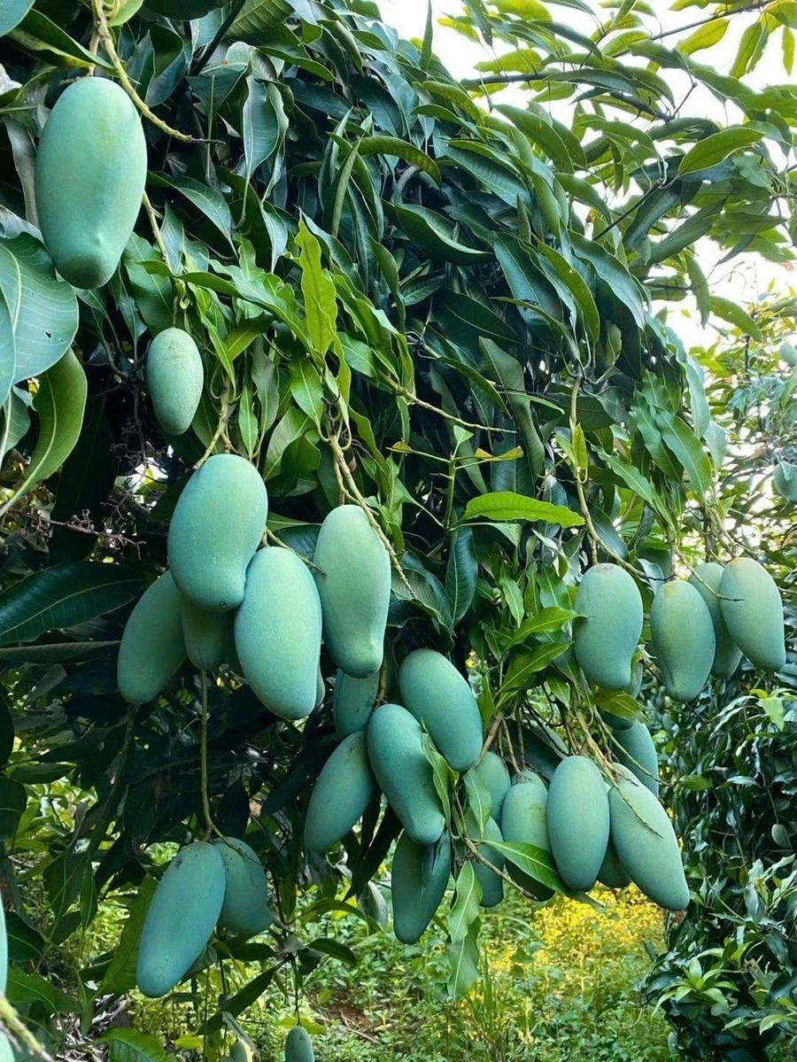 Bán đất 1.3 sào xã La Ngà Đồng Nai, giảm 200 triệu - Ảnh thu nhỏ 2