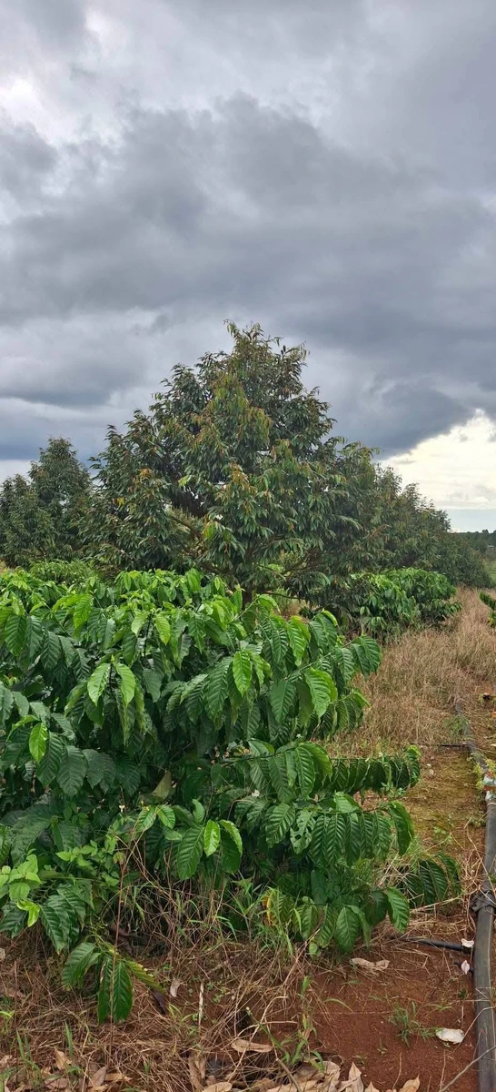 Bán 1,5ha đất vườn cacao Bù Đăng, Bình Phước - Ảnh thu nhỏ 2