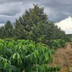 Bán 1,5ha đất vườn cacao Bù Đăng, Bình Phước - Ảnh thu nhỏ 2