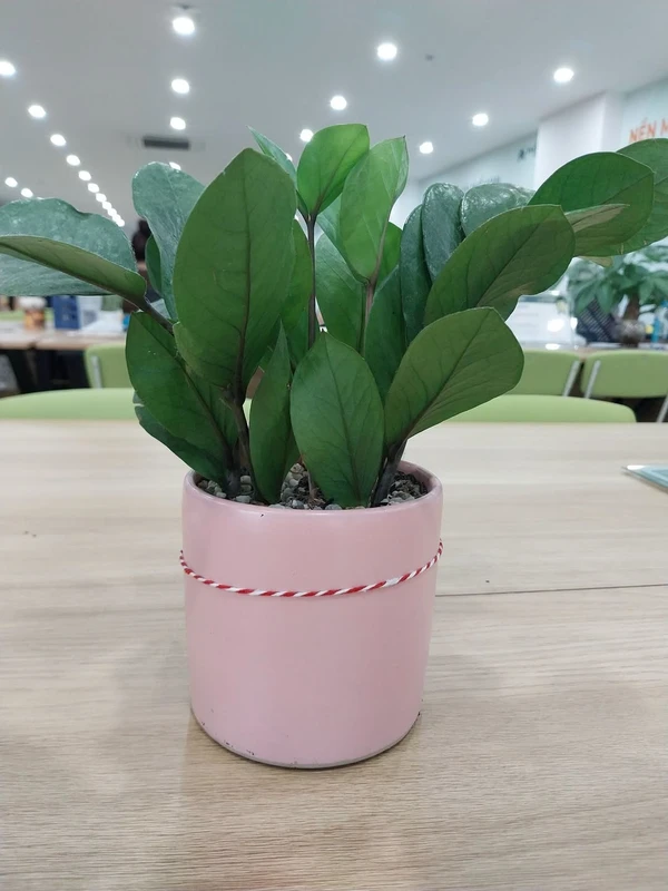 Bán đất tặng nhà cấp 4 kiệt ô tô Phan Tứ Mỹ An 151.5m²