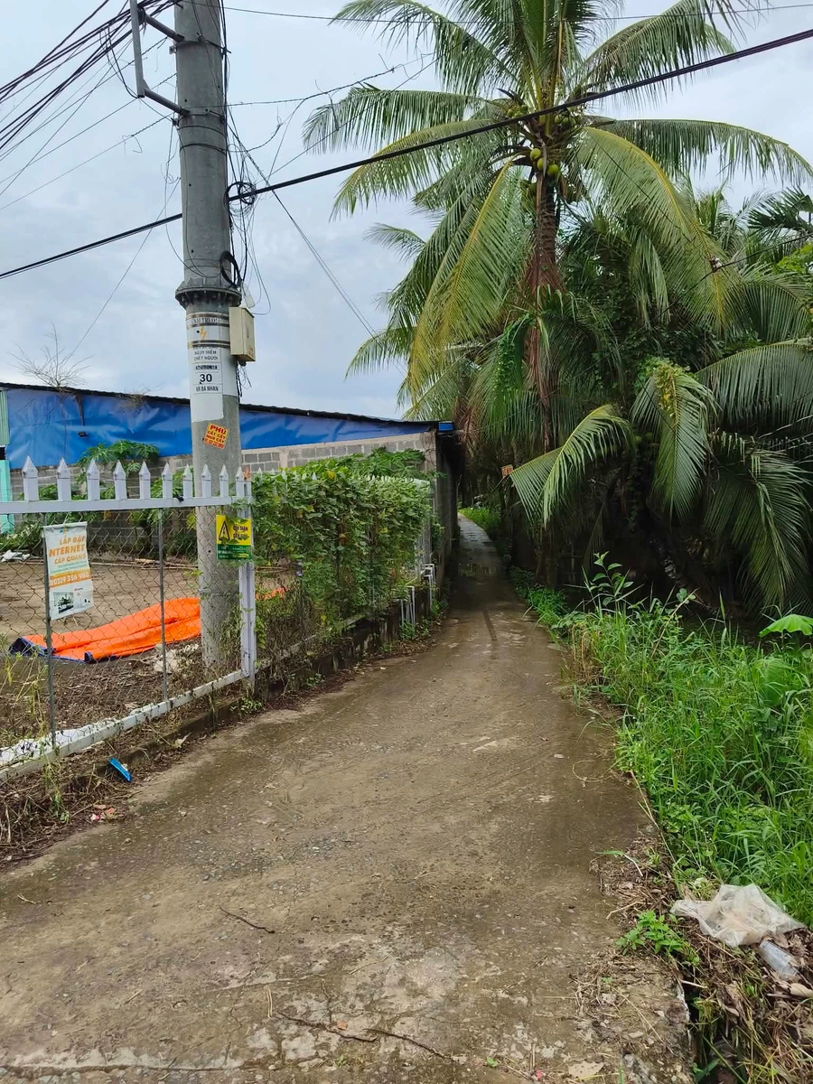 Bán vườn dừa 1,6ha Giồng Trôm Bạc Liêu 360tr/công - Ảnh thu nhỏ 4