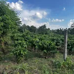 Bán đất nông nghiệp 1000m² tại Buôn Bông, Đắk Lắk, giá 700 triệu - Ảnh thu nhỏ 1