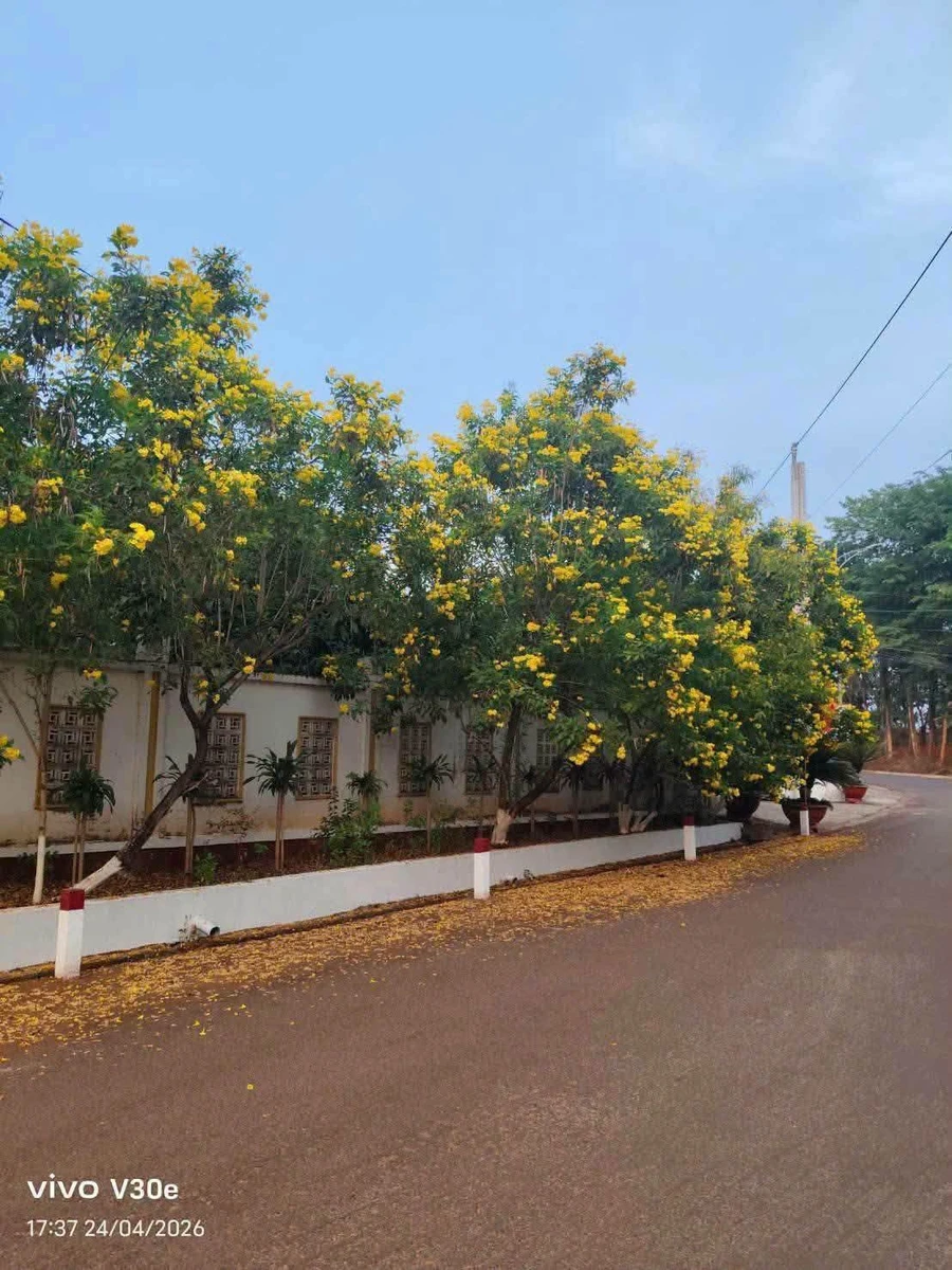 Bán đất Bình Long, Bình Phước 2500m² mặt Lê Đại Hành 1,2 tỷ - Ảnh 1