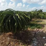 Bán đất thổ cư 650m2 giá 299 triệu tại Dương Xuân Hội, Châu Thành, Long An - Ảnh thu nhỏ 3