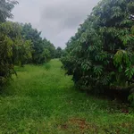 Bán 2,3 ha đất sầu riêng mặt tiền Quốc Lộ 29, Đắk Lắk - Ảnh thu nhỏ 2