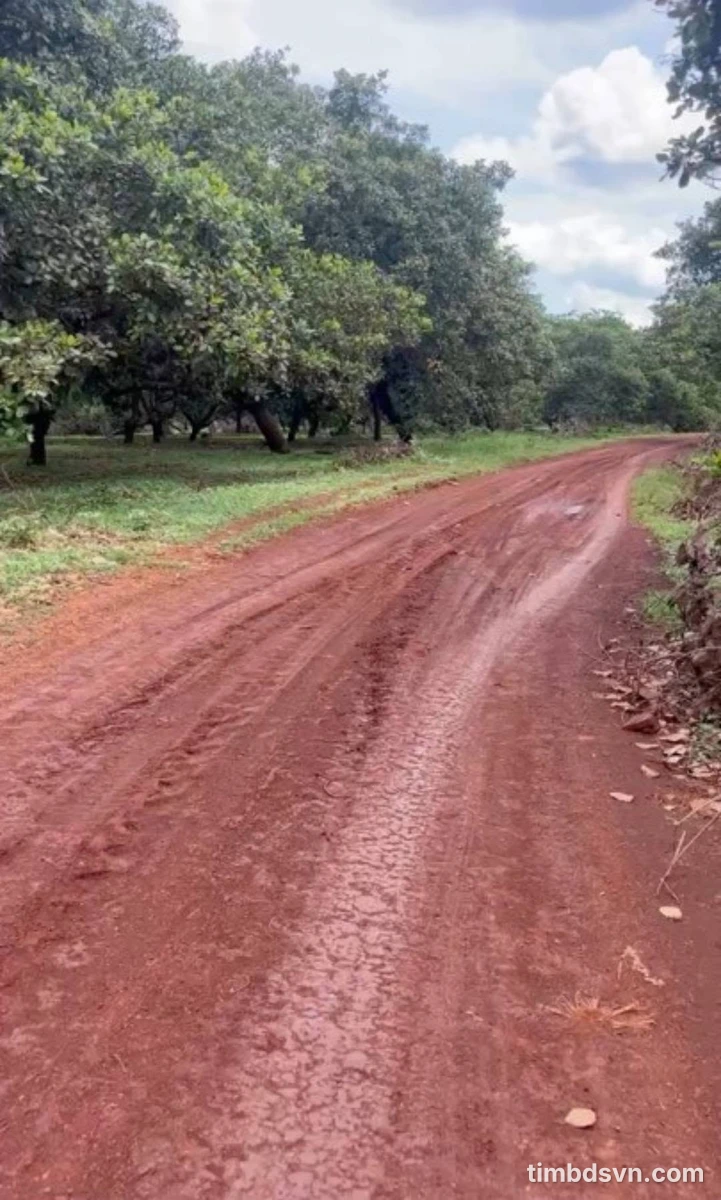 Bán gần 2,6ha điều già và điều ghép tại xã Bình Tân, Đồng Nai - Ảnh thu nhỏ 3