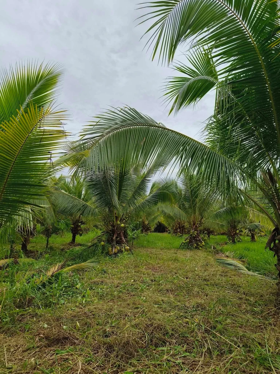 Bán vườn dừa 1,6ha Giồng Trôm Bạc Liêu 360tr/công - Ảnh 1