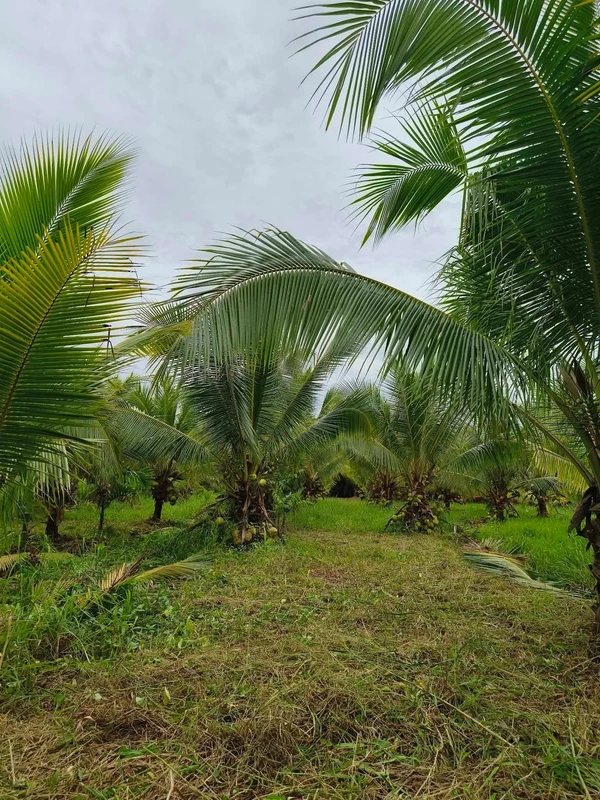 Bán vườn dừa 1,6ha Giồng Trôm Bạc Liêu 360tr/công