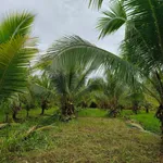 Bán vườn dừa 1,6ha Giồng Trôm Bạc Liêu 360tr/công - Ảnh thu nhỏ 1