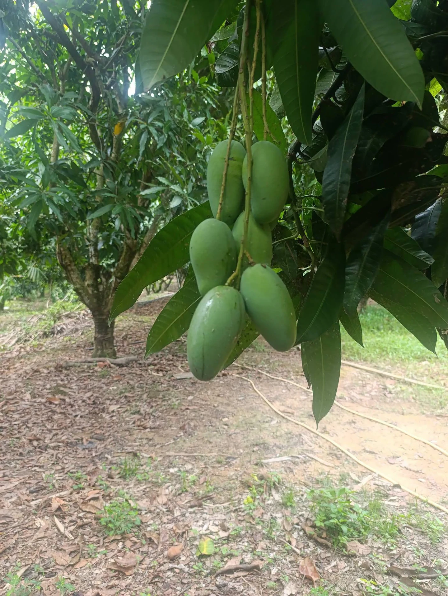 Bán 1.3ha đất vườn xoài Hồ Trị An Đồng Nai sổ riêng - Ảnh 1