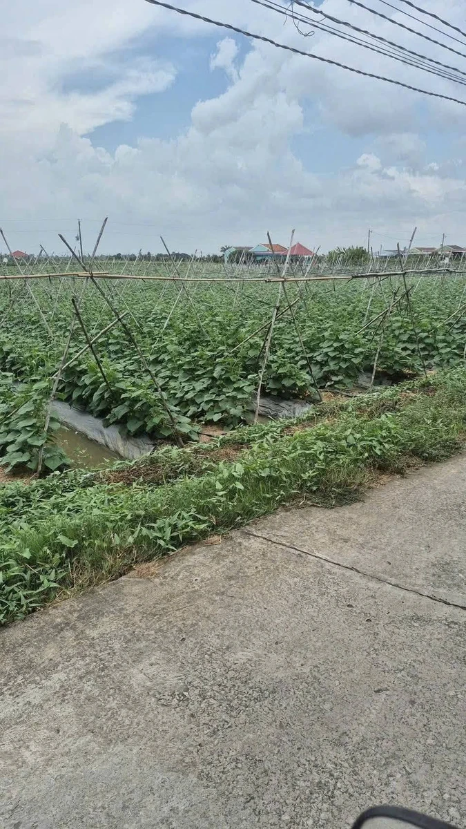 Bán đất lúa 25x40m cho chuyển thổ cư, view kênh tại Hiệp Thạnh, Châu Thành, Long An - Ảnh thu nhỏ 3