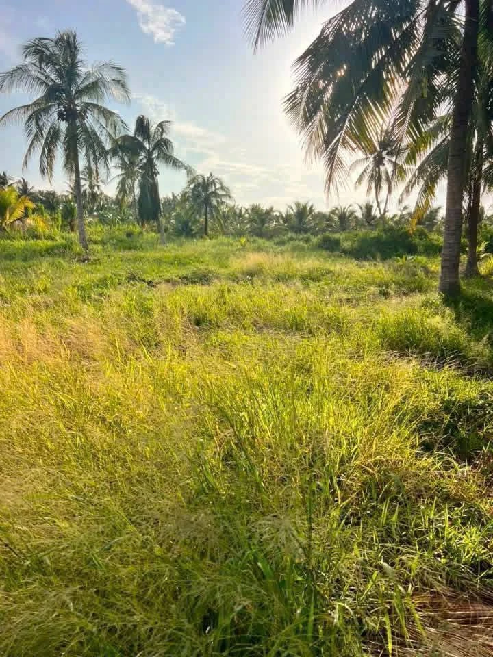 Bán đất 500m2 ngang 13,5m đường đan 4m giá 350 triệu tại Châu Hưng, Vĩnh Long - Ảnh thu nhỏ 3