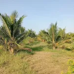Bán vườn dừa 8 công ở Tân Mỹ, Ba Trị - Ảnh thu nhỏ 4