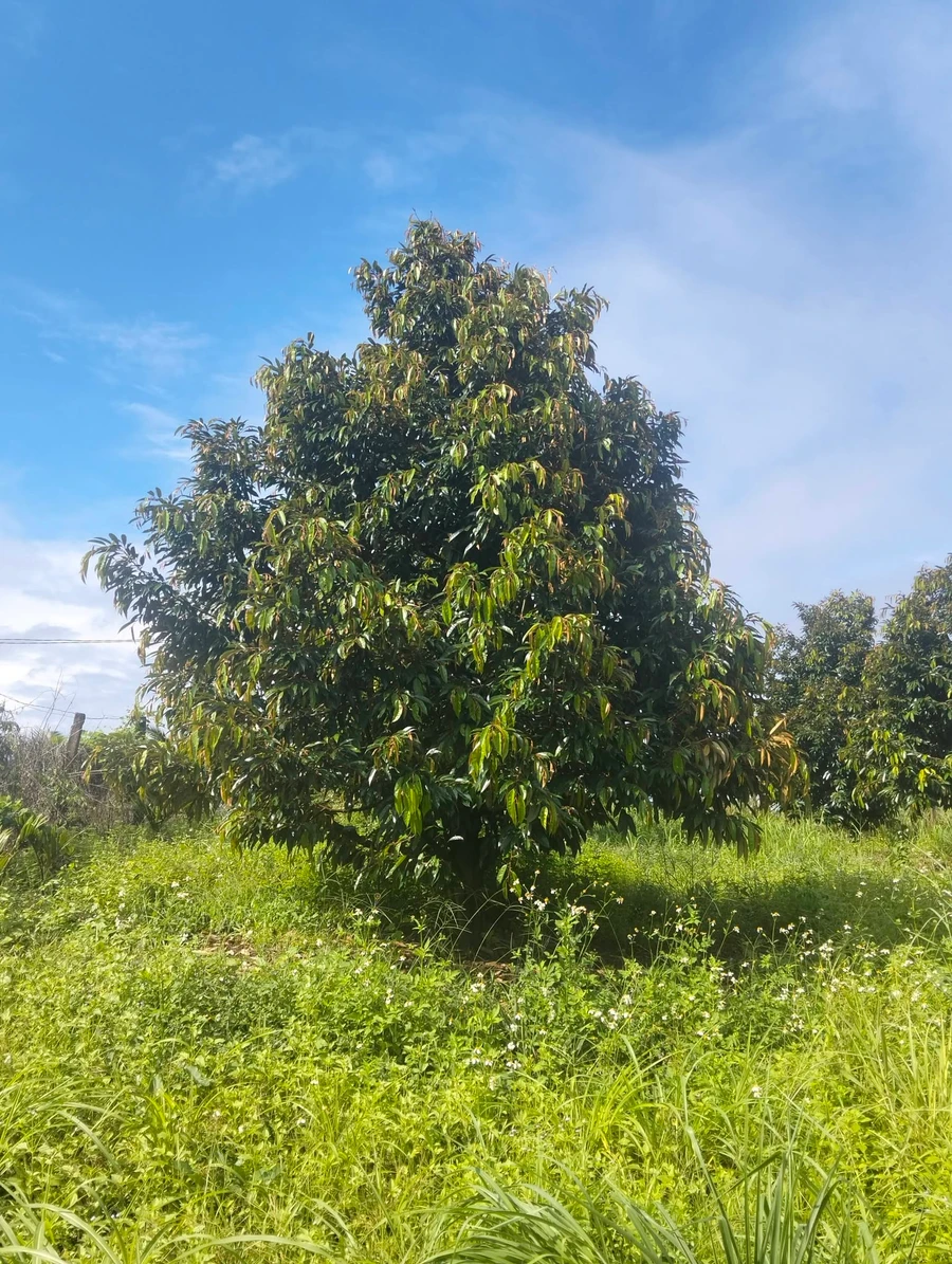 Bán đất vườn sầu riêng 2,3 ha Bình Chánh 6,5 tỷ - Ảnh thu nhỏ 2