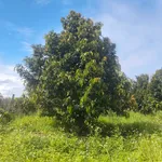 Bán đất vườn sầu riêng 2,3 ha Bình Chánh 6,5 tỷ - Ảnh thu nhỏ 2