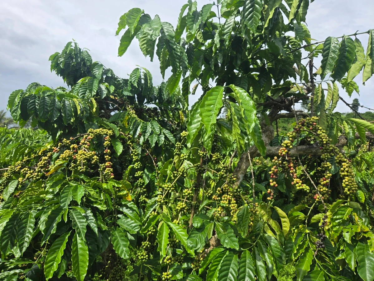 Bán đất 1,2 hectare Đắk Nông 1 tỷ 9 - Ảnh 1