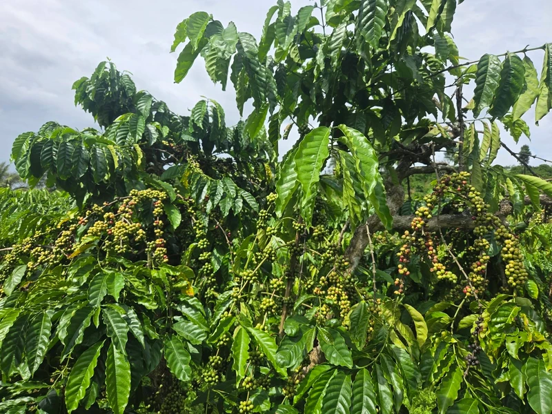 Bán đất 1,2 hectare Đắk Nông 1 tỷ 9