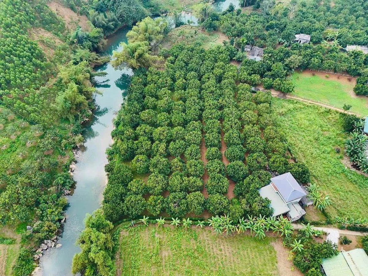 Đất bám sông Bưởi với vườn bưởi 935m² tại Tân Lạc, Hòa Bình - Ảnh thu nhỏ 2