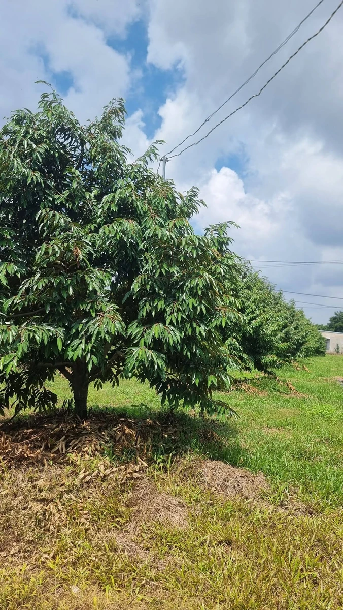 Bán đất nền 1,7ha mặt tiền 124m Bù Đăng, Bình Phước - Ảnh 1