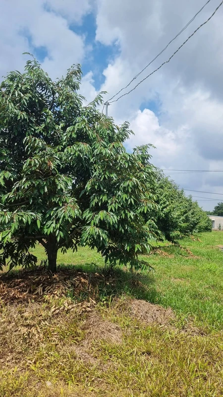 Bán đất nền 1,7ha mặt tiền 124m Bù Đăng, Bình Phước