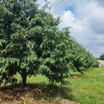 Bán đất nền 1,7ha mặt tiền 124m Bù Đăng, Bình Phước - Ảnh thu nhỏ 1
