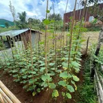 Bán nhà cấp 4 Lâm Đồng 480m² - 3 tỷ 200 triệu - Ảnh thu nhỏ 2