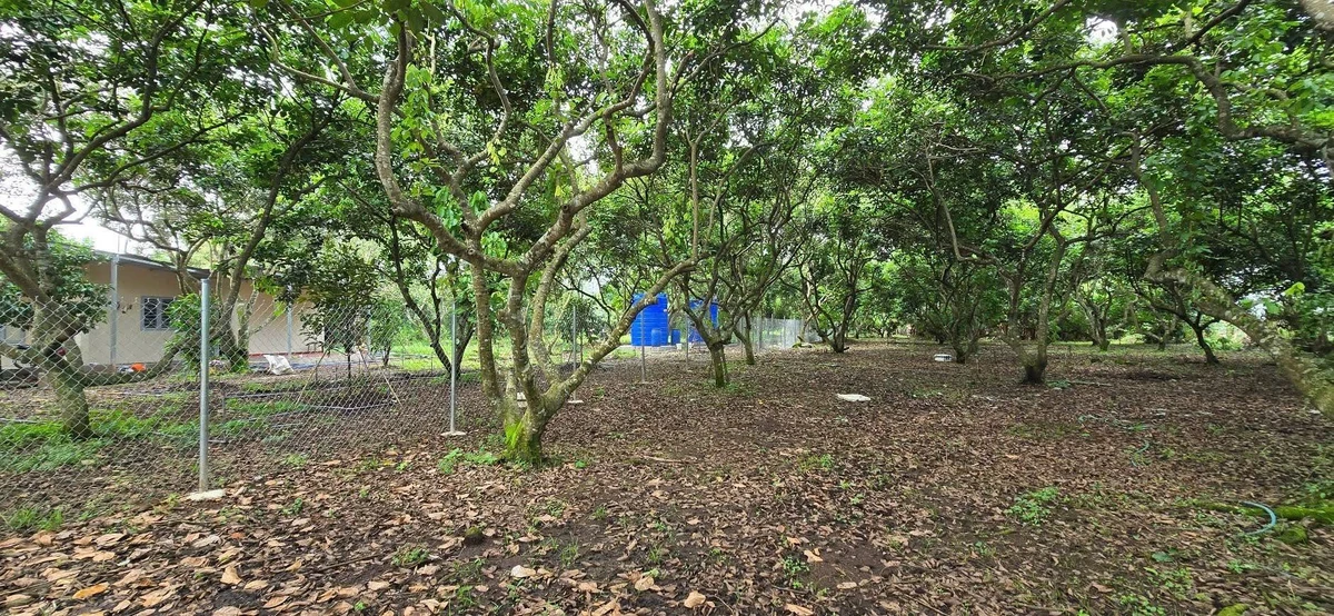 Bán vườn trái cây 1000m2 có 118m2 thổ cư tại Phường Bình Lộc, Long Khánh, Đồng Nai - Ảnh thu nhỏ 3
